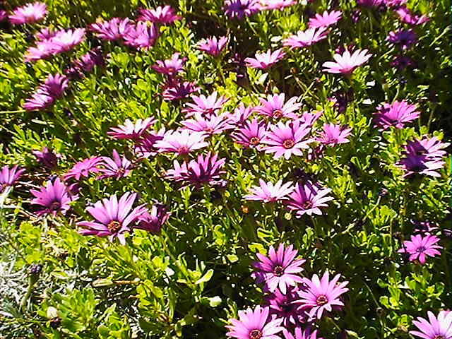 Lots Of Pretty Flowers ^_^